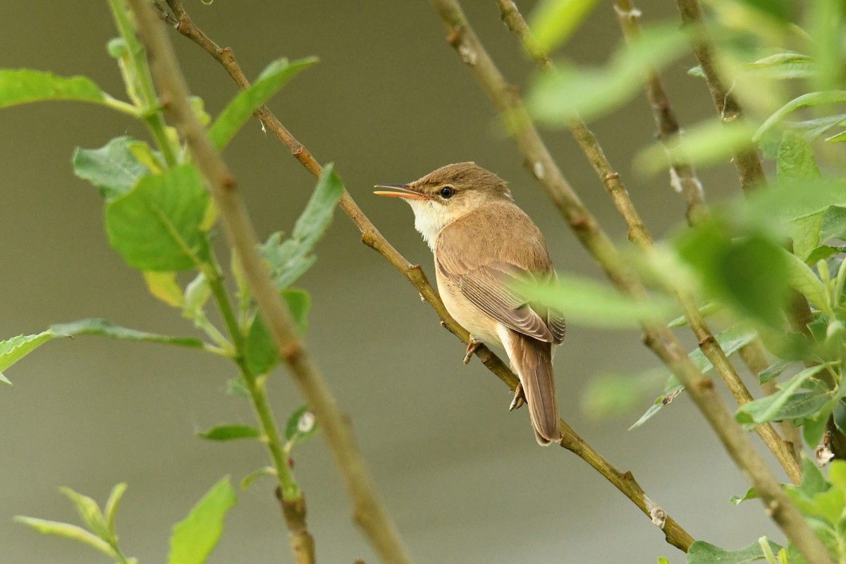 Marsh Warbler - ML646622723