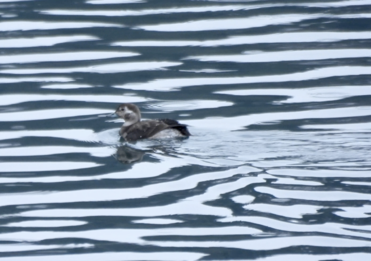 Морянка - ML646622724