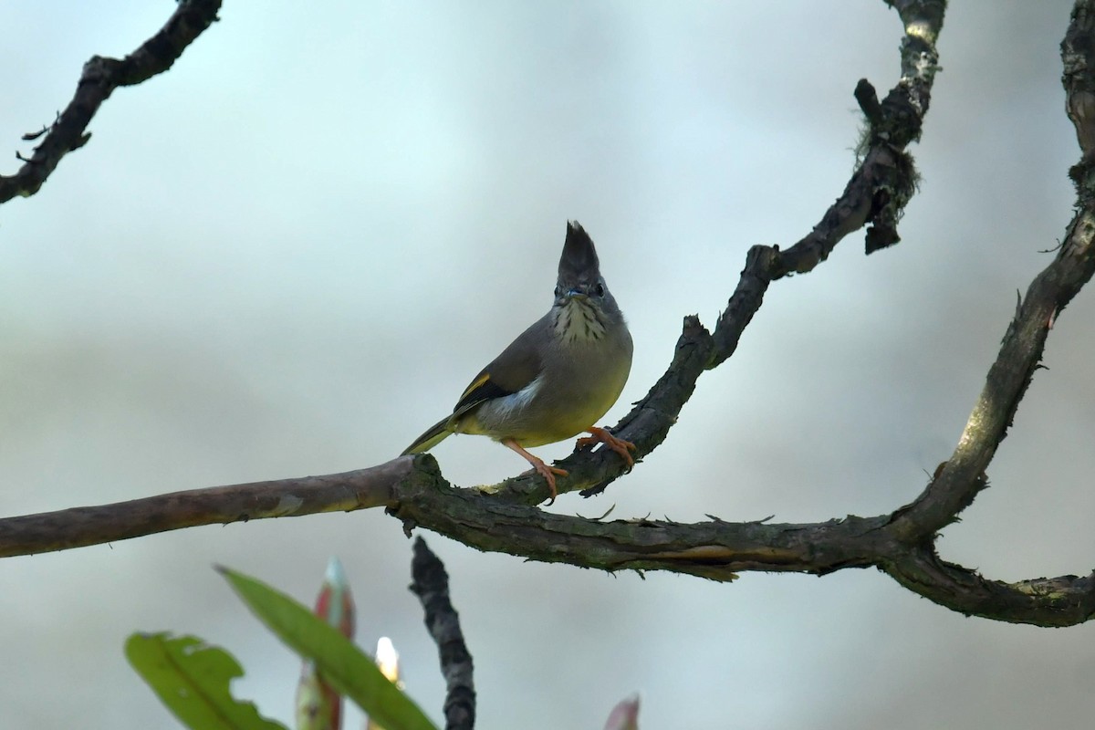 Stripe-throated Yuhina - ML646622725