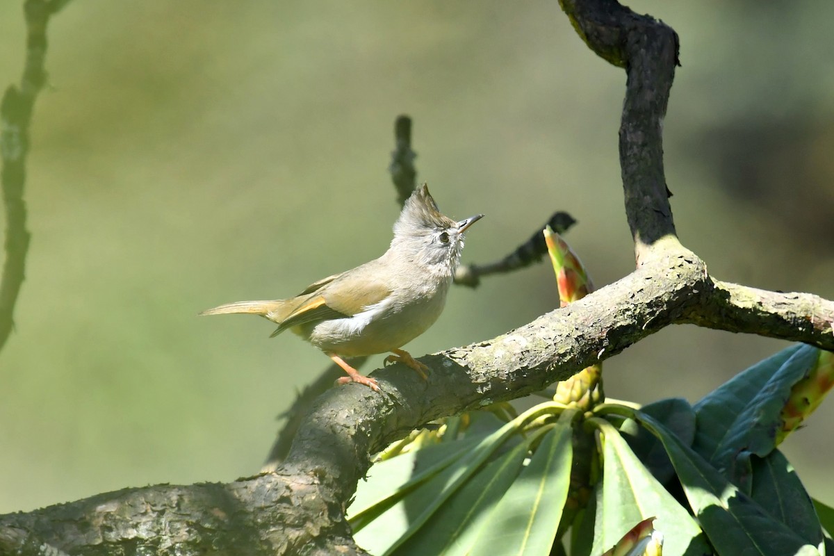 Stripe-throated Yuhina - ML646622726