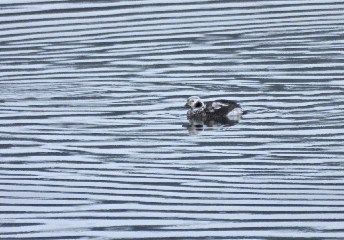 Морянка - ML646622728