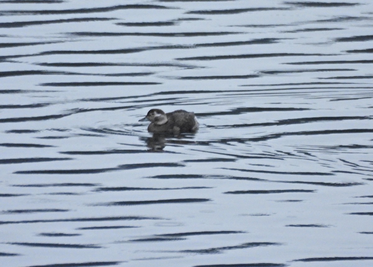 Морянка - ML646622730