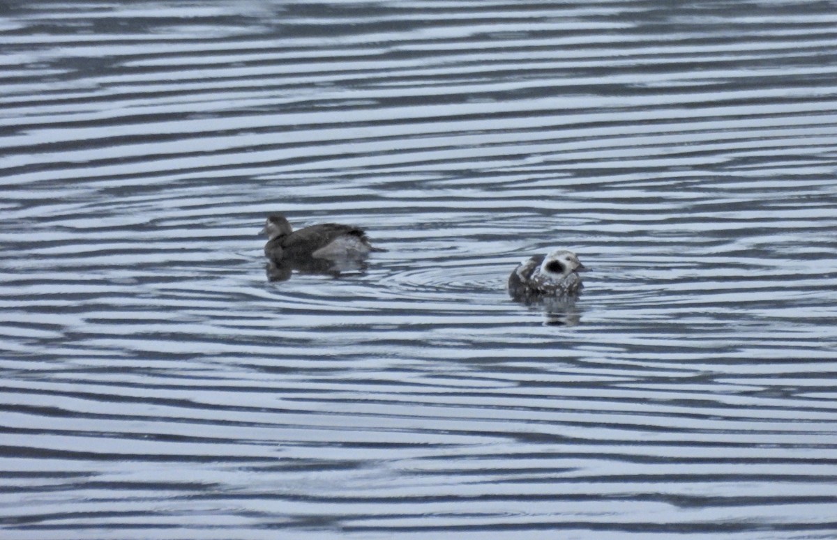 Морянка - ML646622733