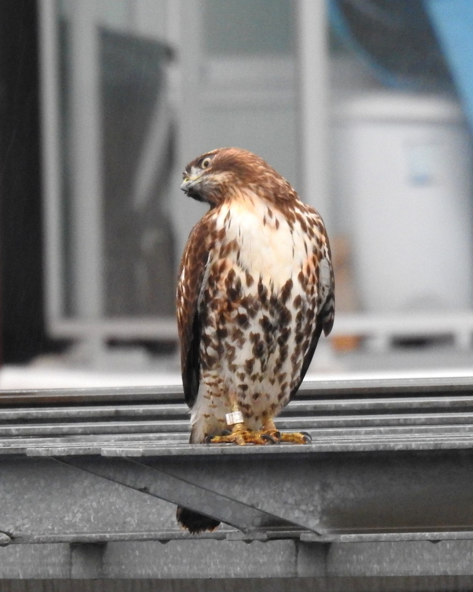 Red-tailed Hawk - ML646622735
