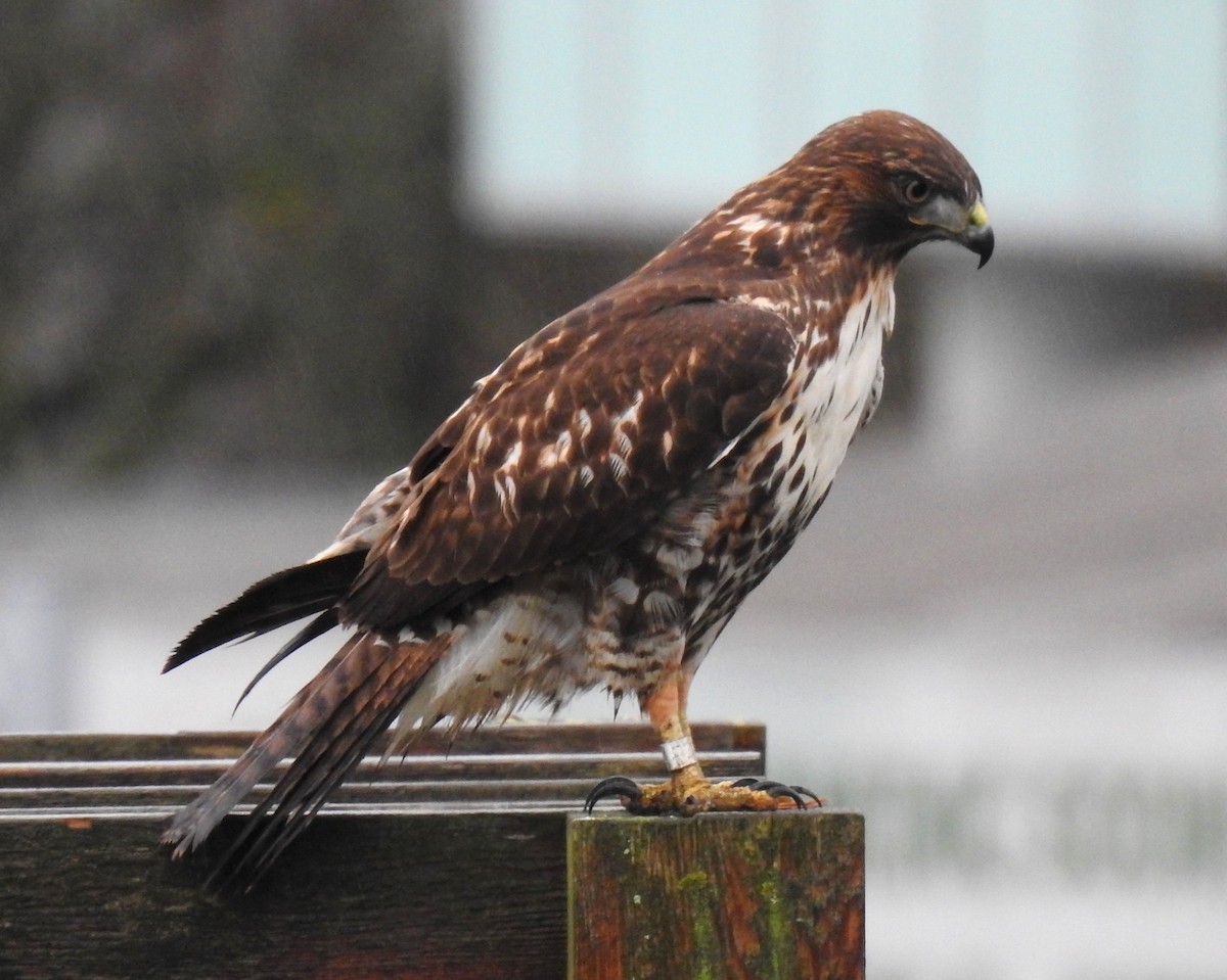 Red-tailed Hawk - ML646622736