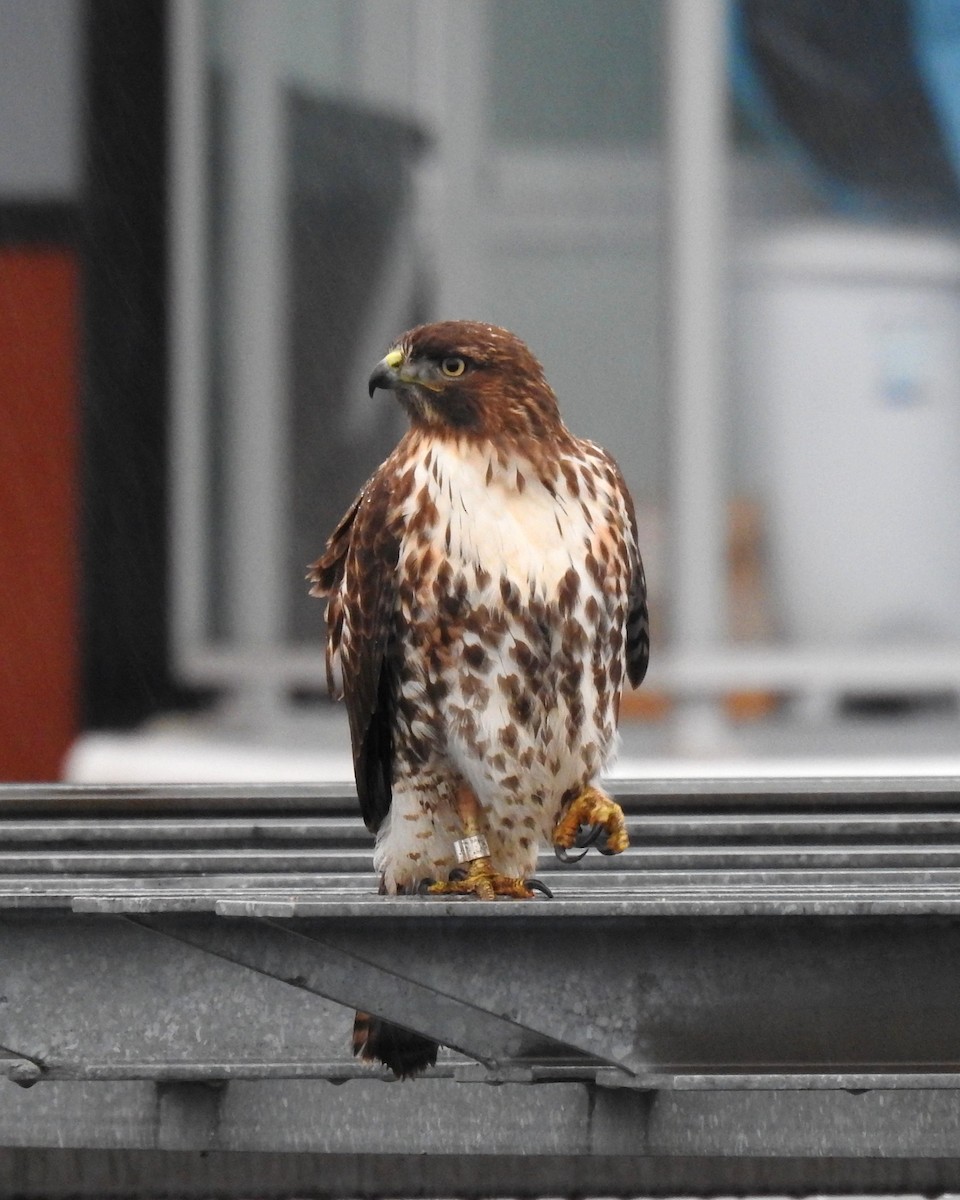 Red-tailed Hawk - ML646622737