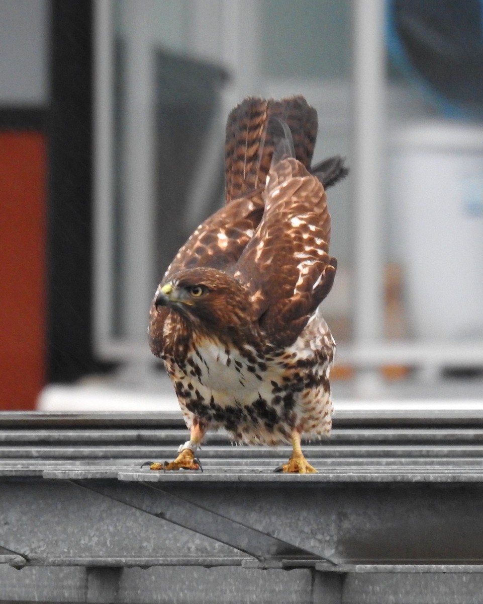 Red-tailed Hawk - ML646622739