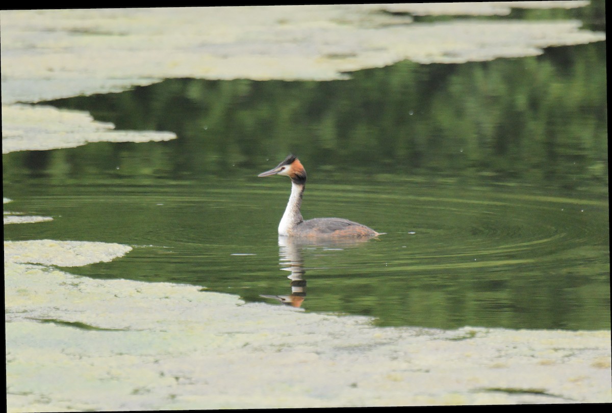 Great Crested Grebe - ML646622745