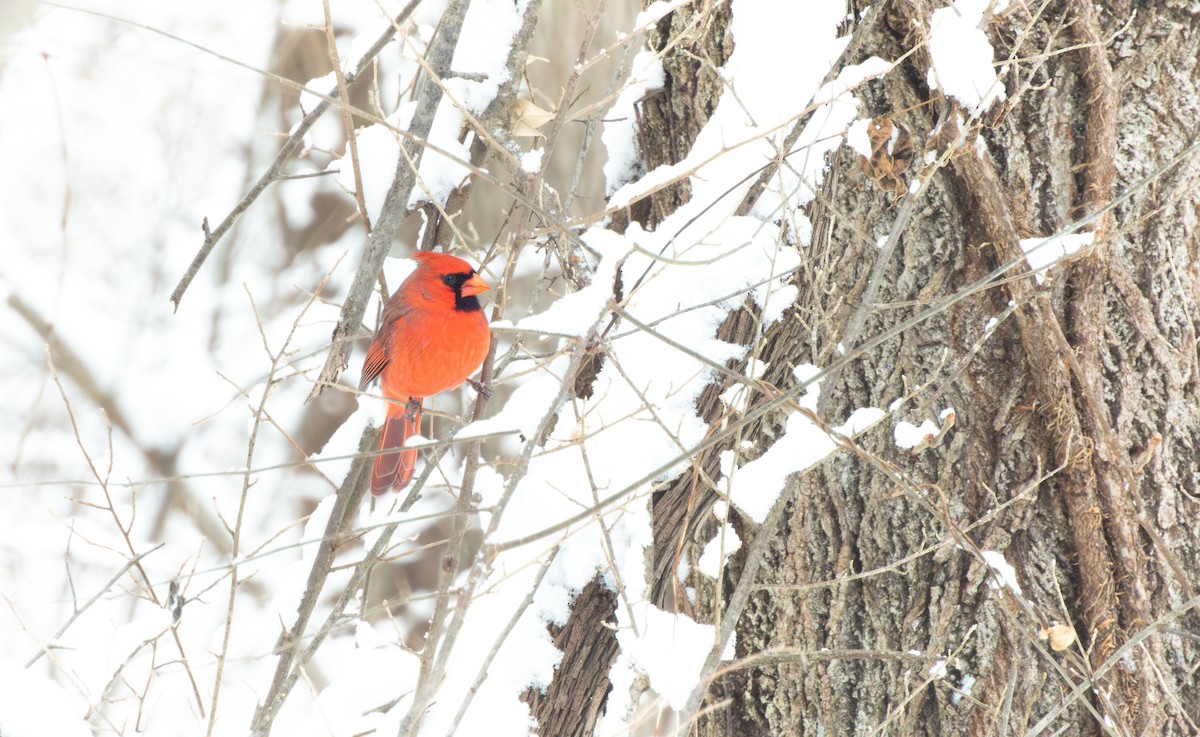 kardinál červený - ML646622746