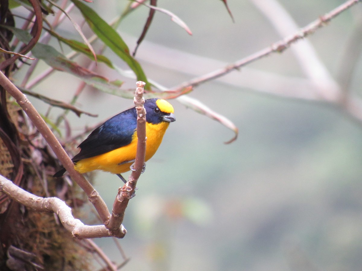 Thick-billed Euphonia - ML646622747