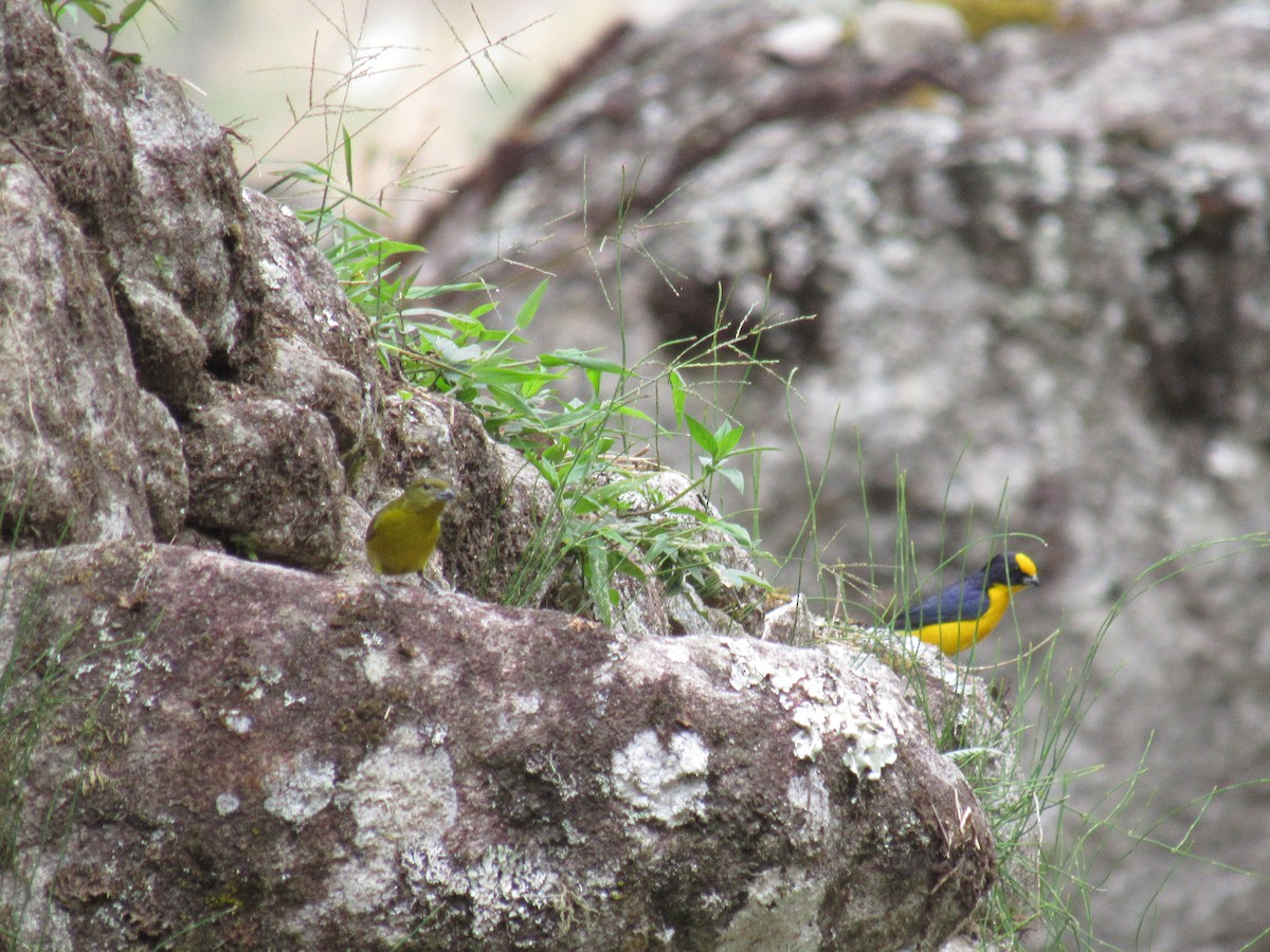 Thick-billed Euphonia - ML646622748