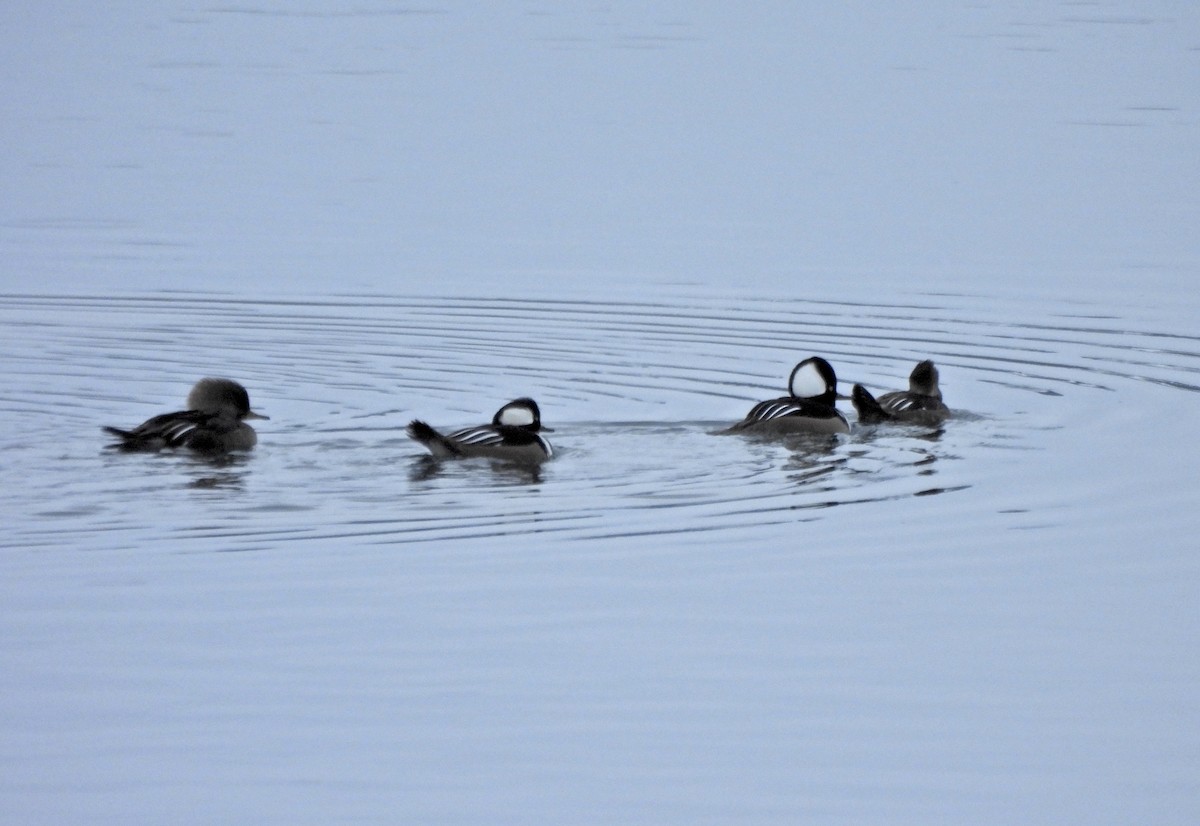 Капюшоновый крохаль - ML646622750
