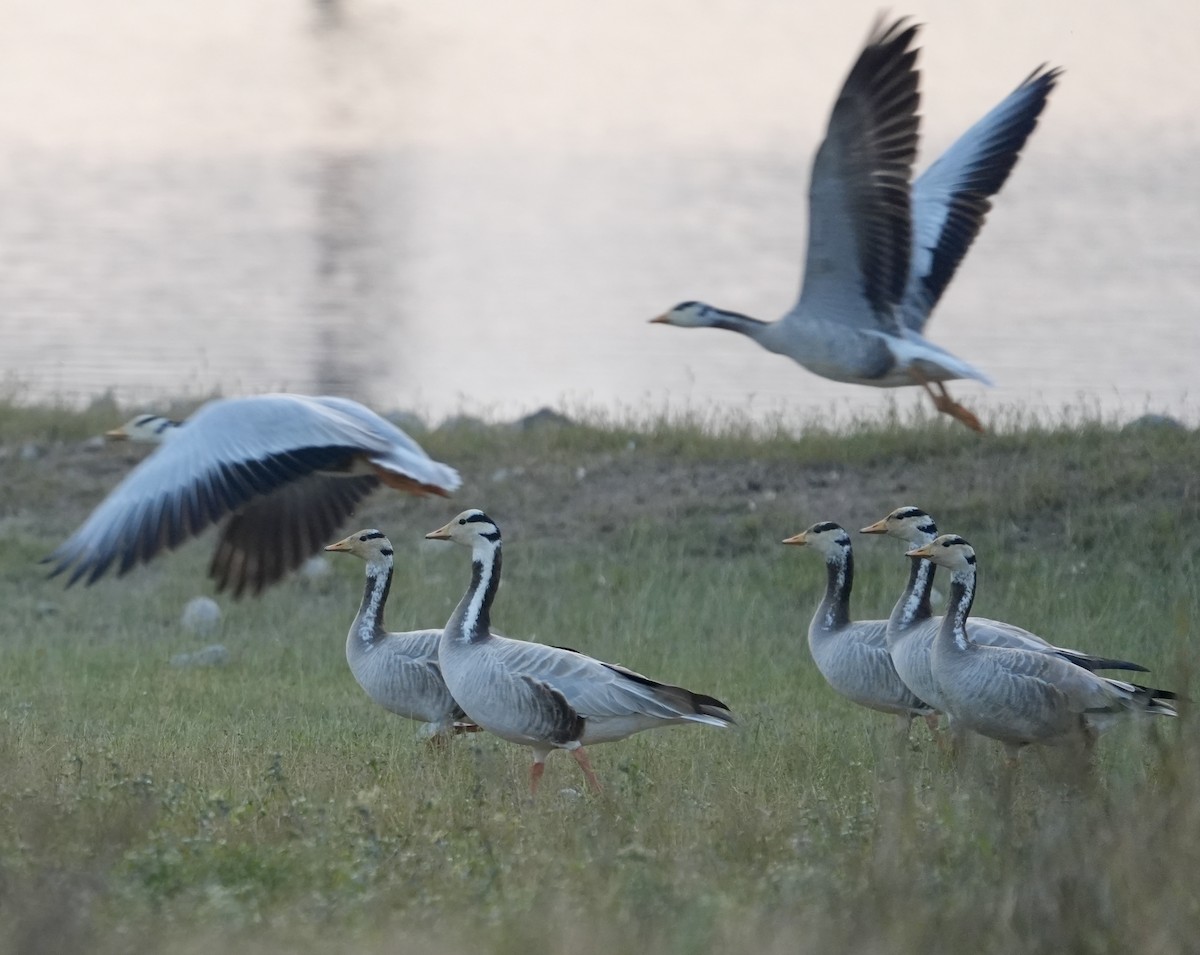 Oie à tête barrée - ML646622752