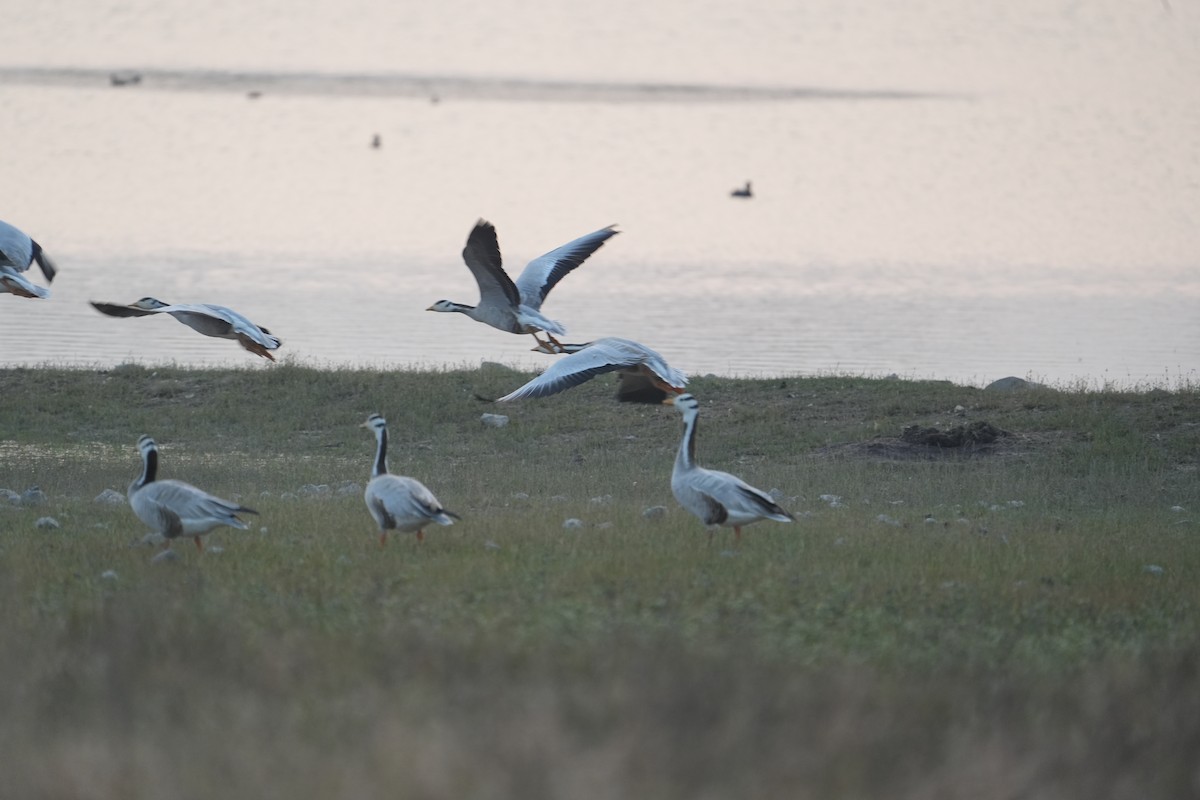 Oie à tête barrée - ML646622753