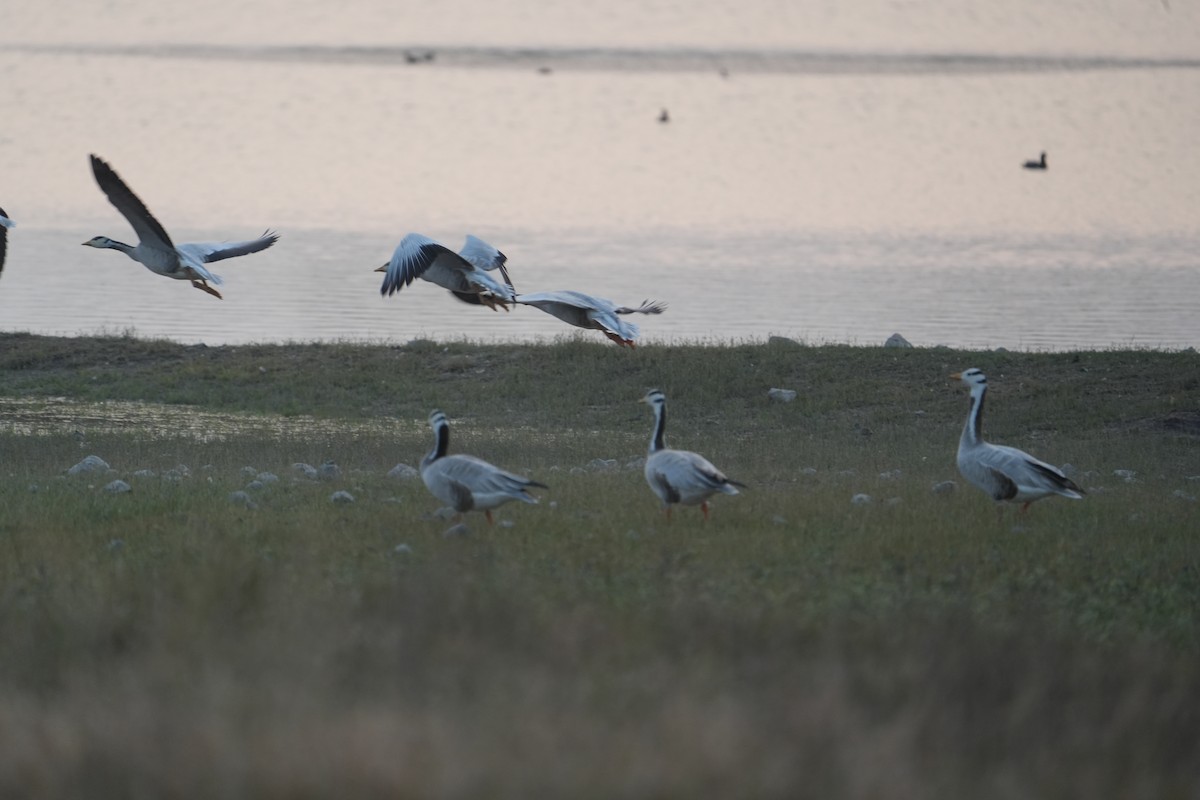 Oie à tête barrée - ML646622754