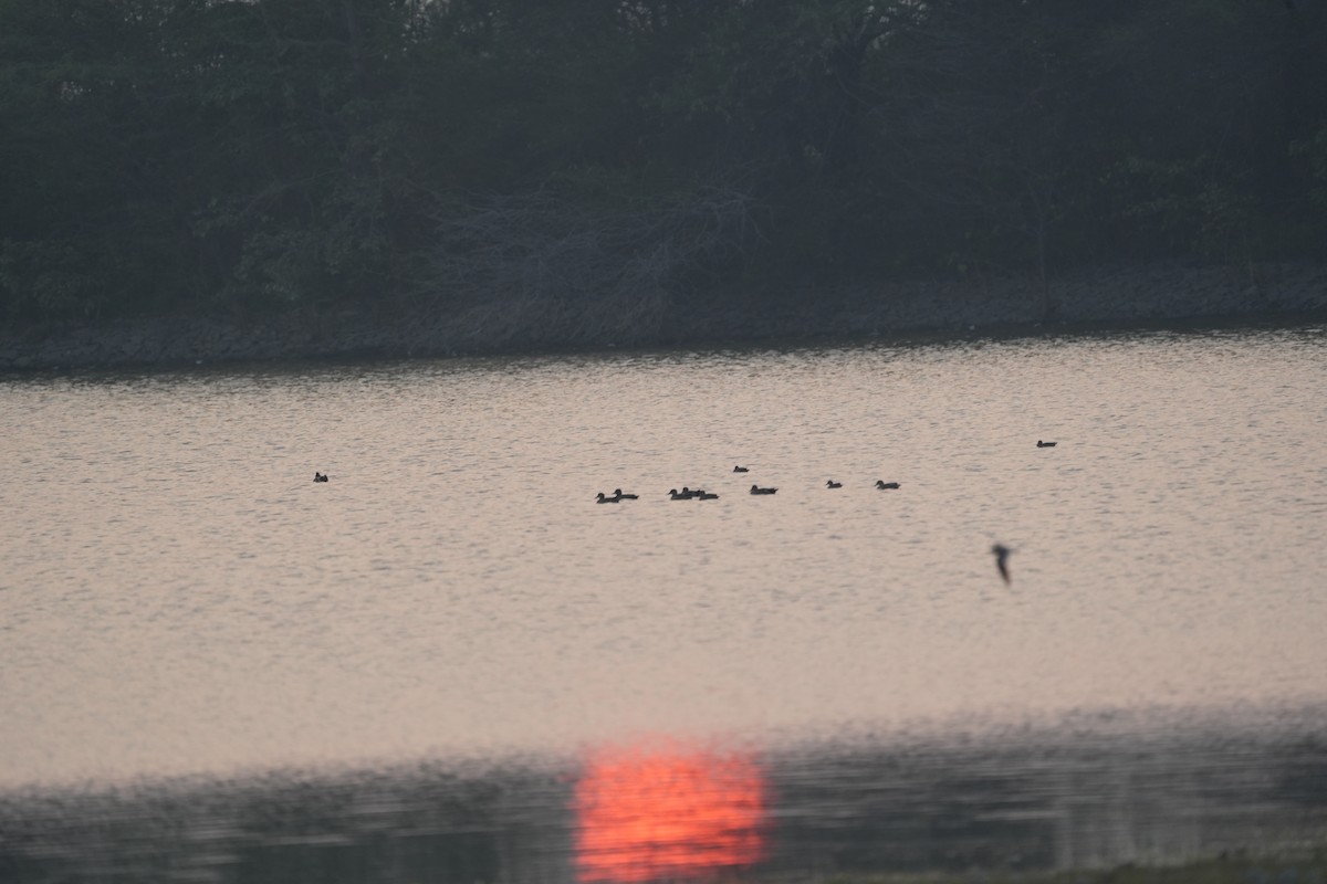 Oie à tête barrée - ML646622755