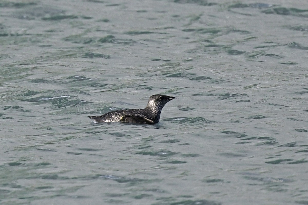 Kittlitz's Murrelet - ML646622756