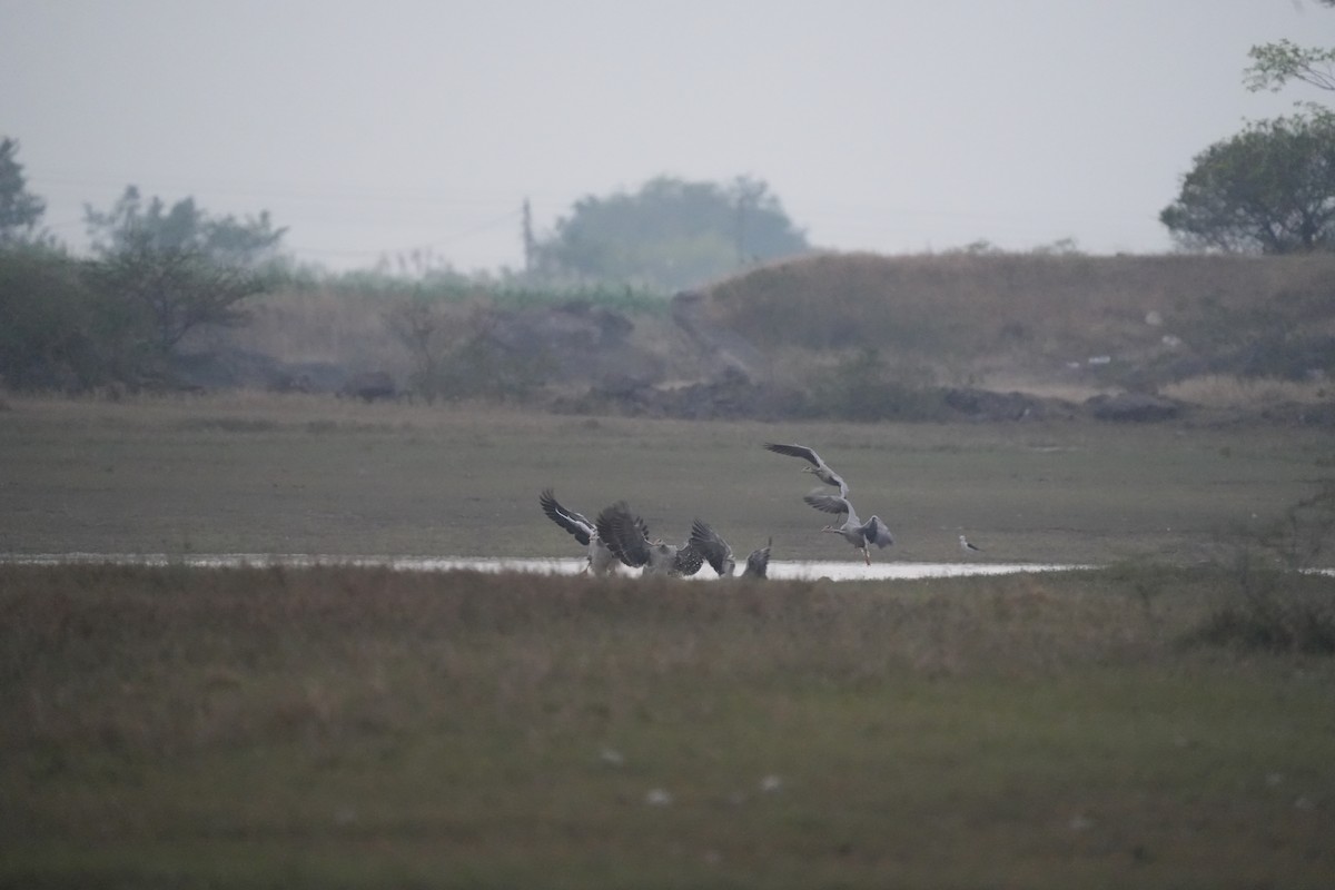 Oie à tête barrée - ML646622757