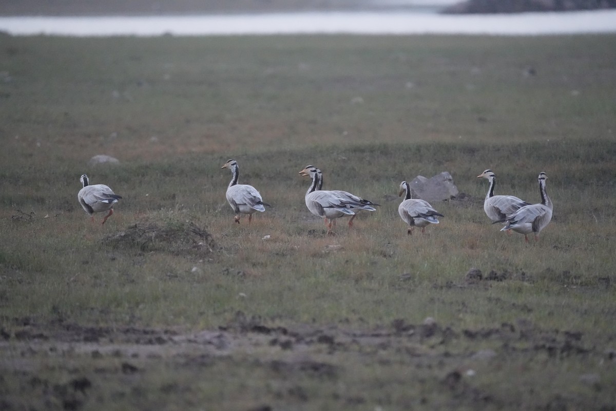 Oie à tête barrée - ML646622759