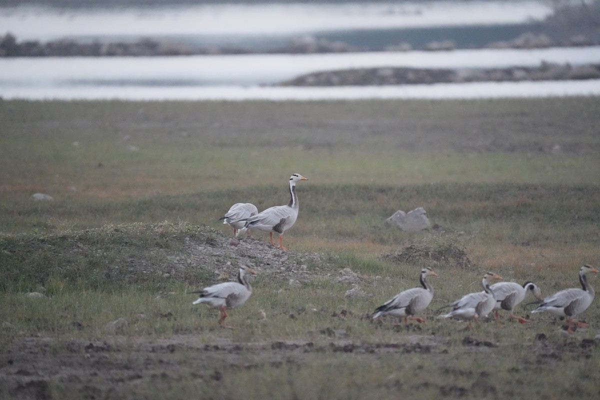 Oie à tête barrée - ML646622760