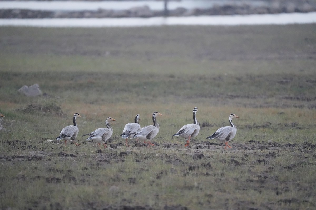 Oie à tête barrée - ML646622761