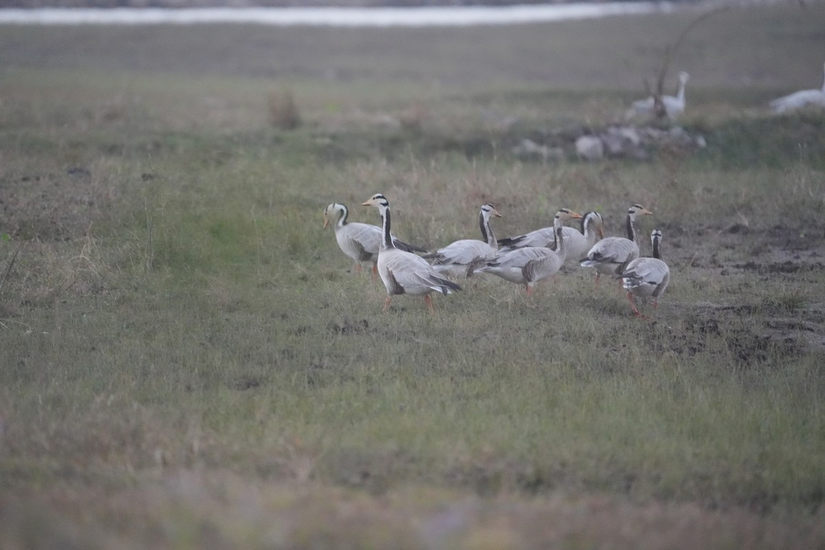 Oie à tête barrée - ML646622762