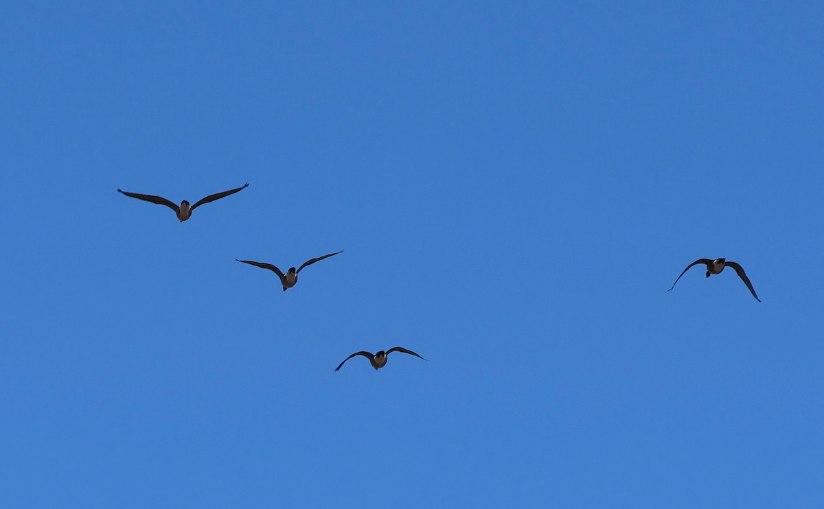 ברנטה קנדית - ML646622764