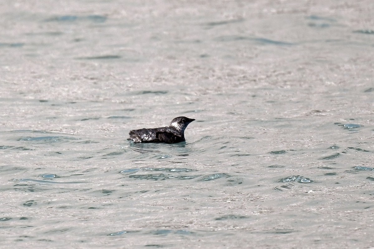 Kittlitz's Murrelet - ML646622765