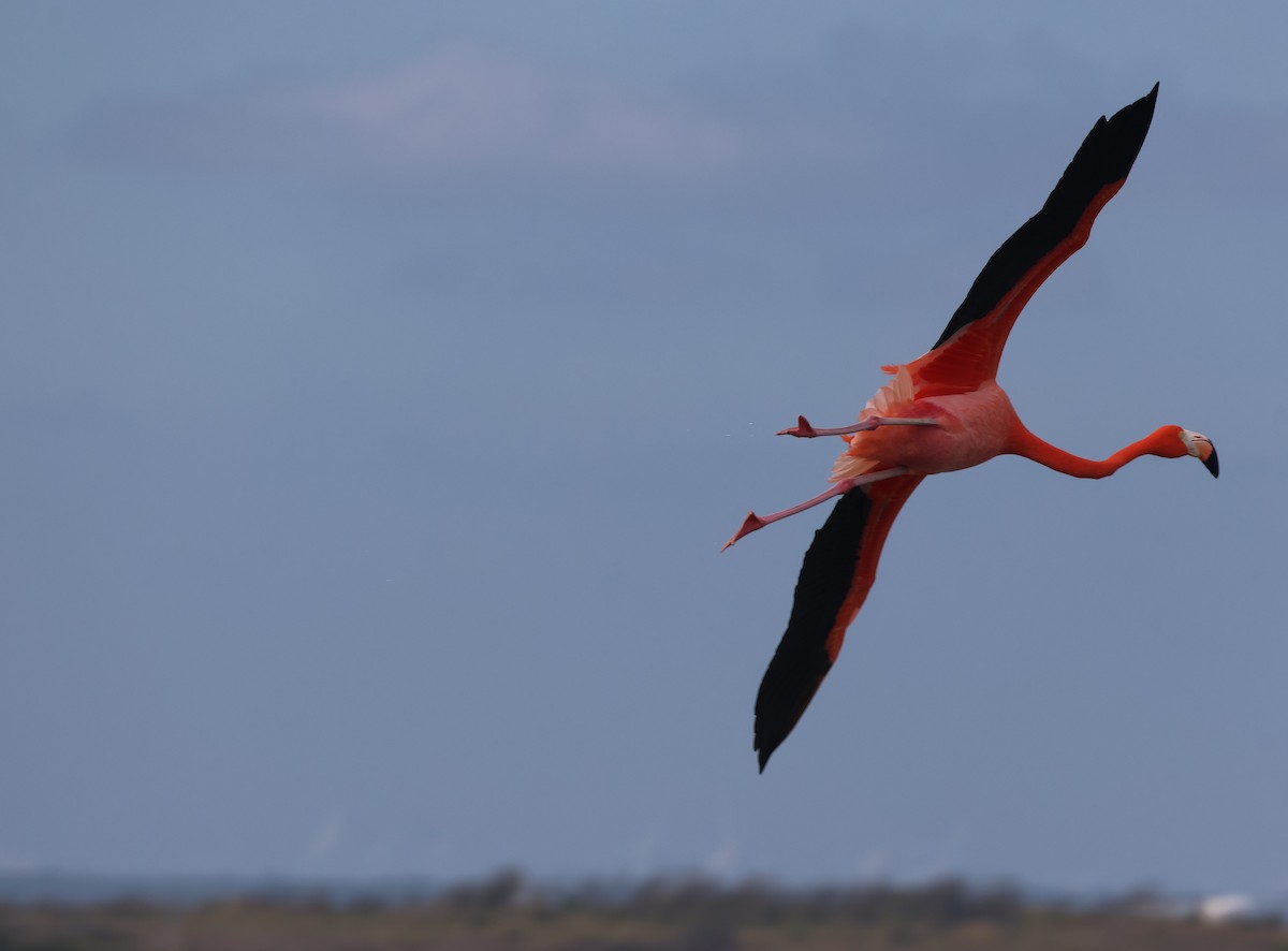 Flamenko gorria - ML646622768