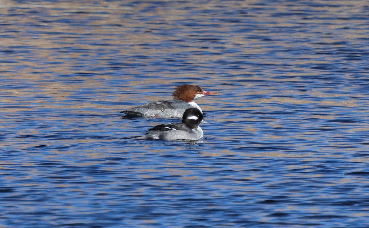 עבראש לבנוני - ML646622770