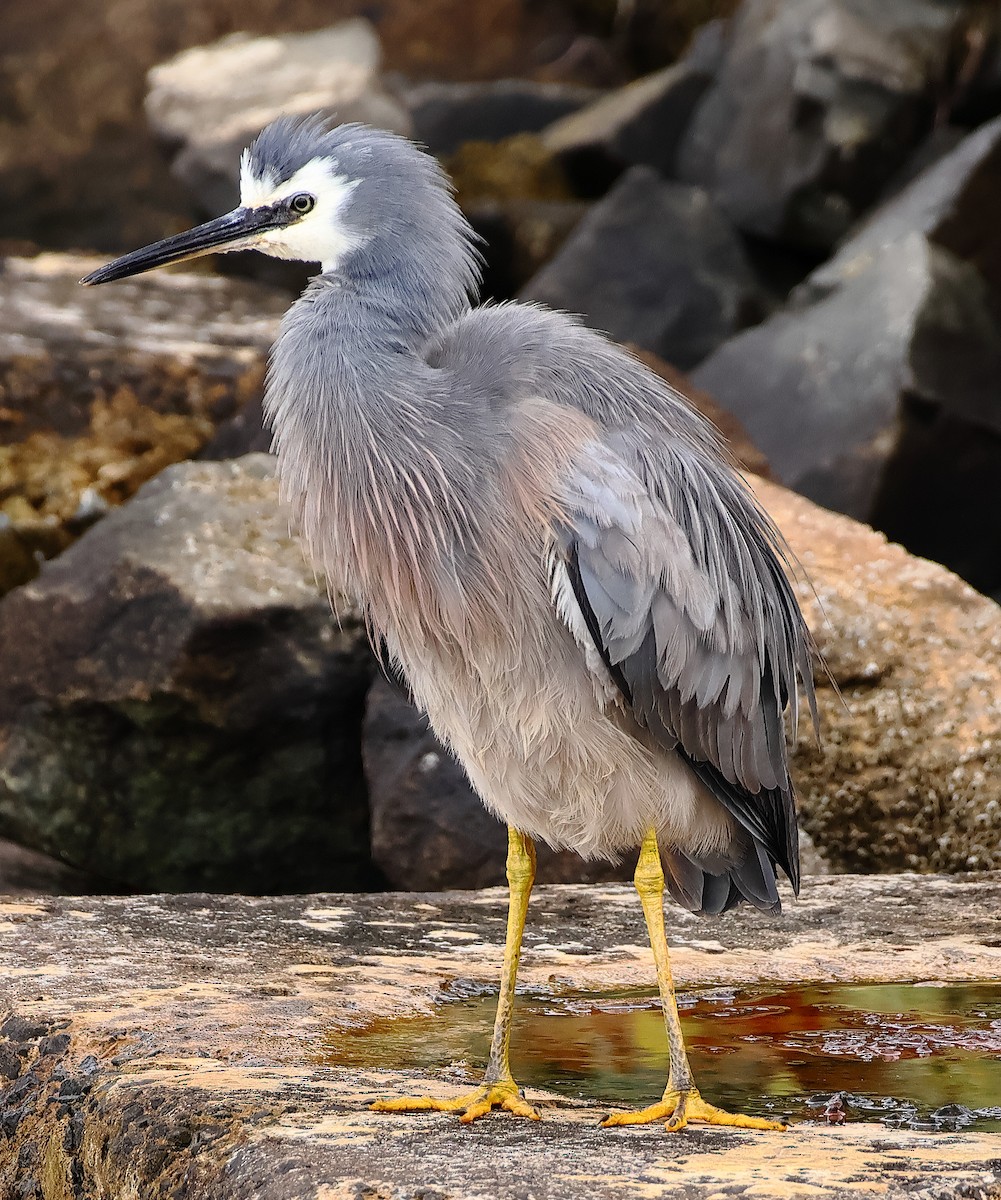 White-faced Heron - ML646622771