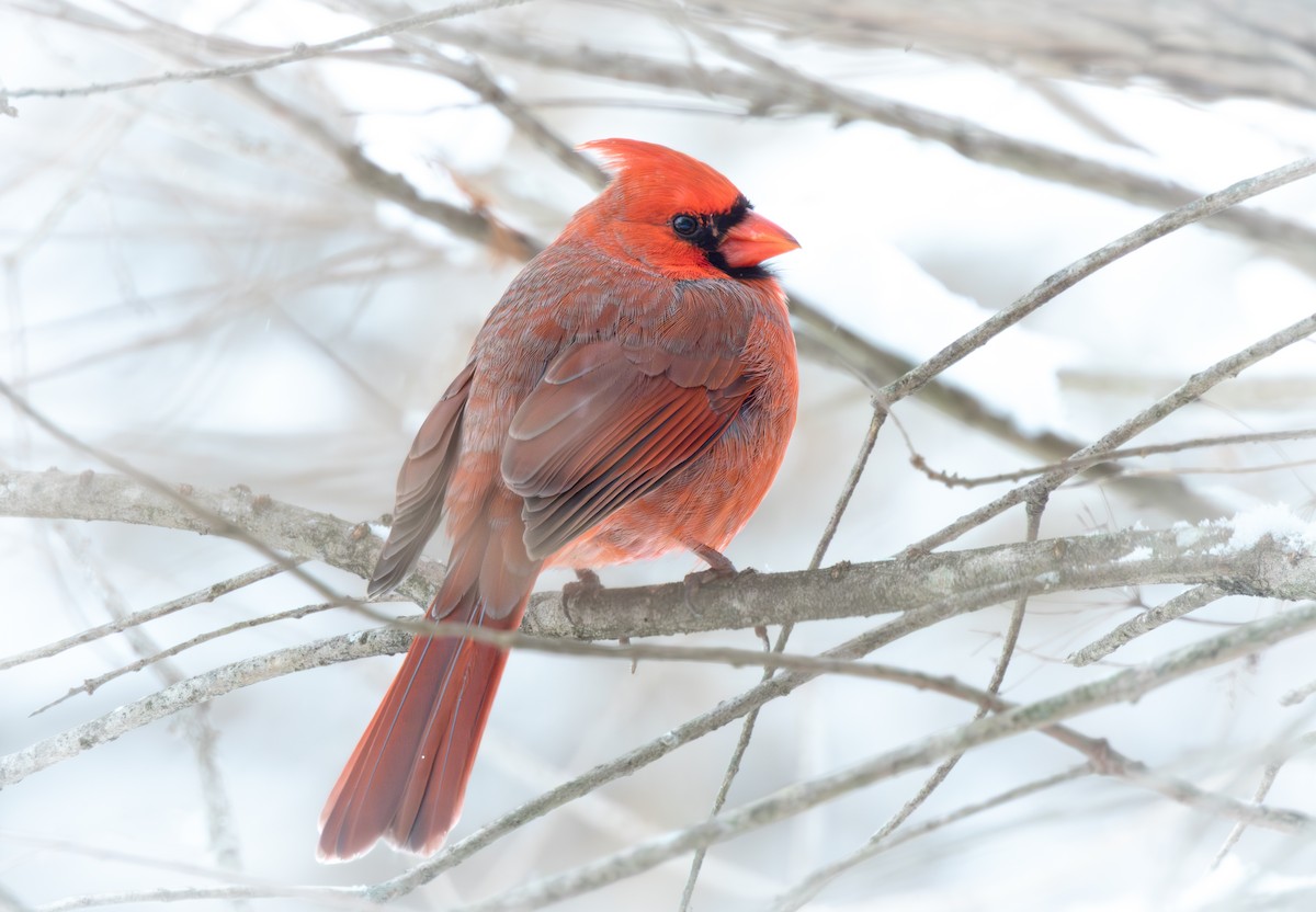 kardinál červený - ML646622772