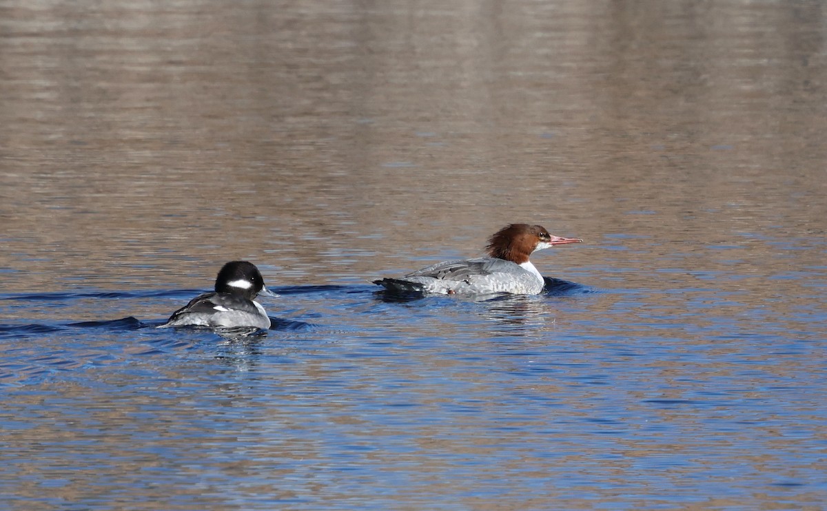 מרגון גדול - ML646622773