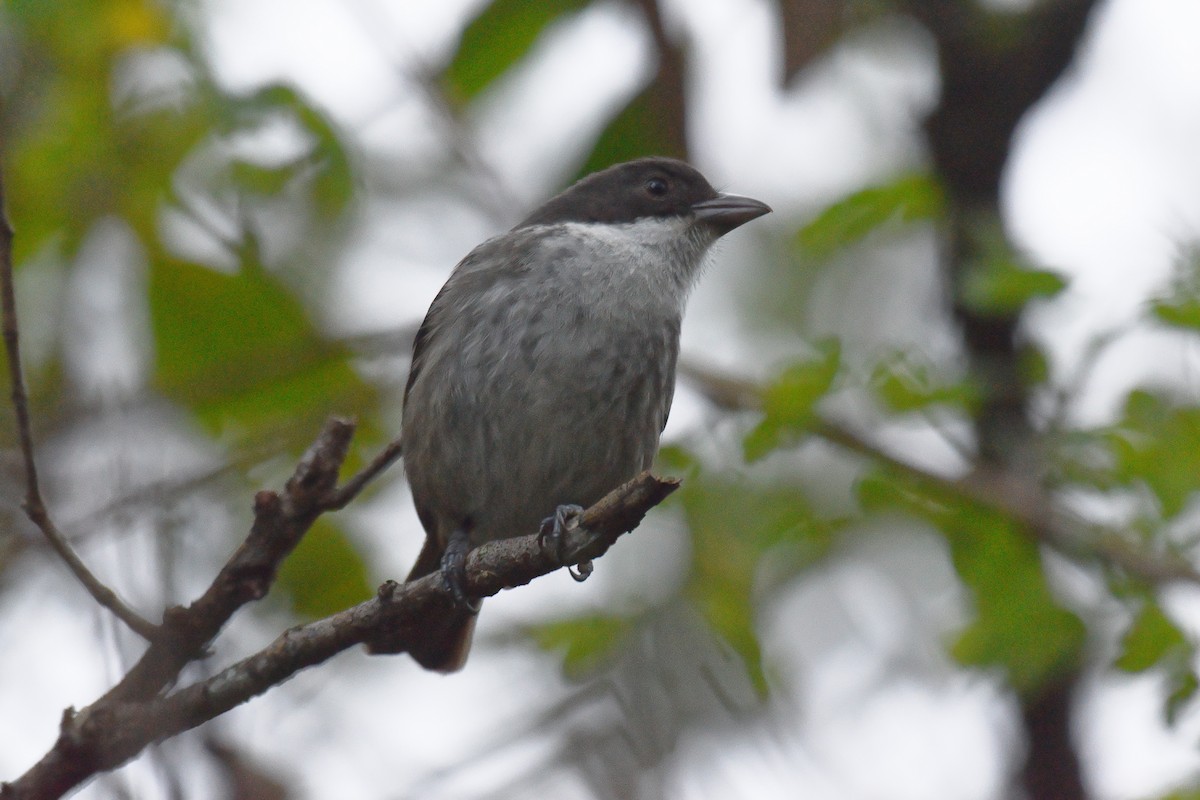 Puerto Rican Tanager - ML646622774