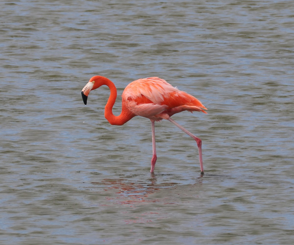 Flamenko gorria - ML646622776