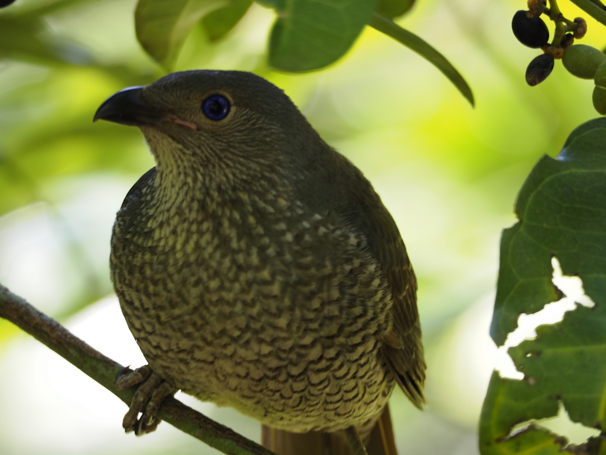 Satin Bowerbird - ML646622777