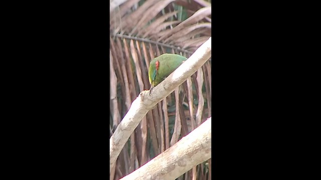 Ара синьокрилий - ML646622785