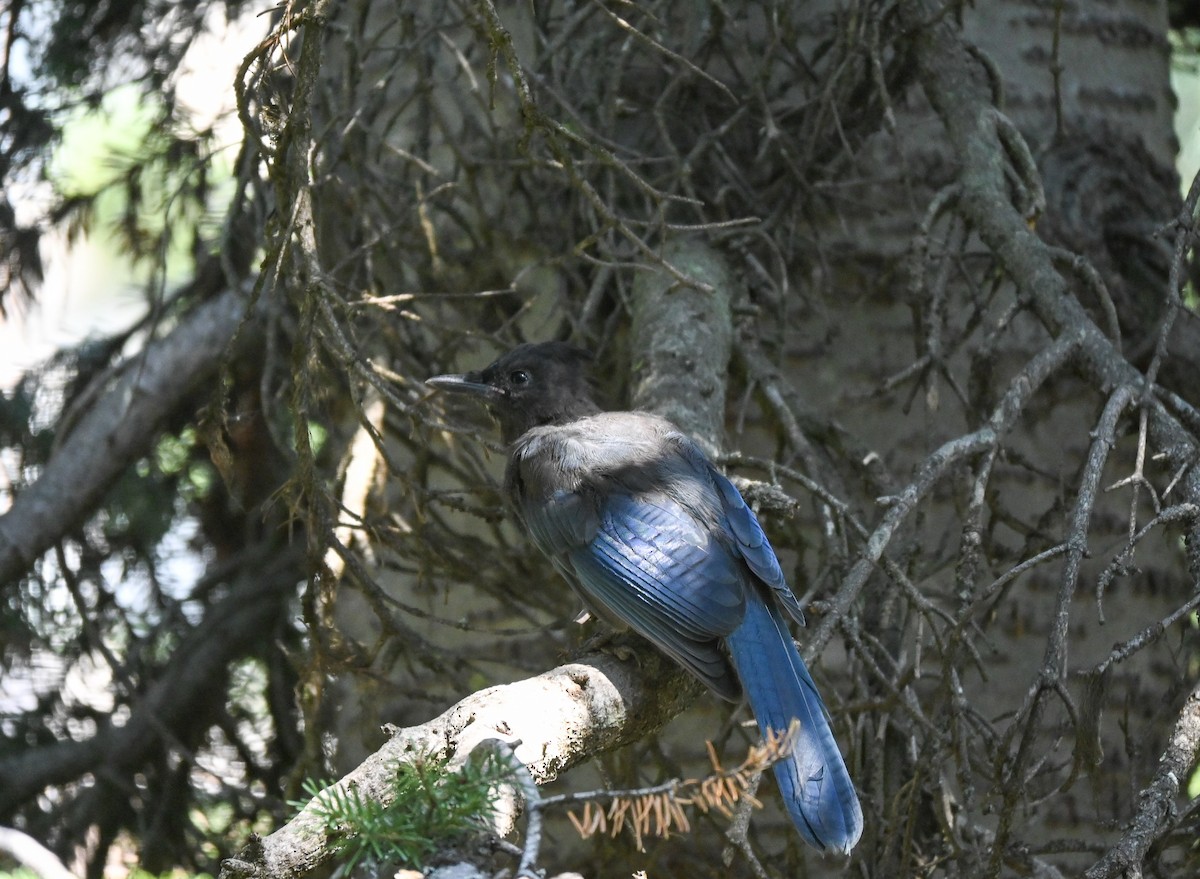Steller's Jay - ML646622786