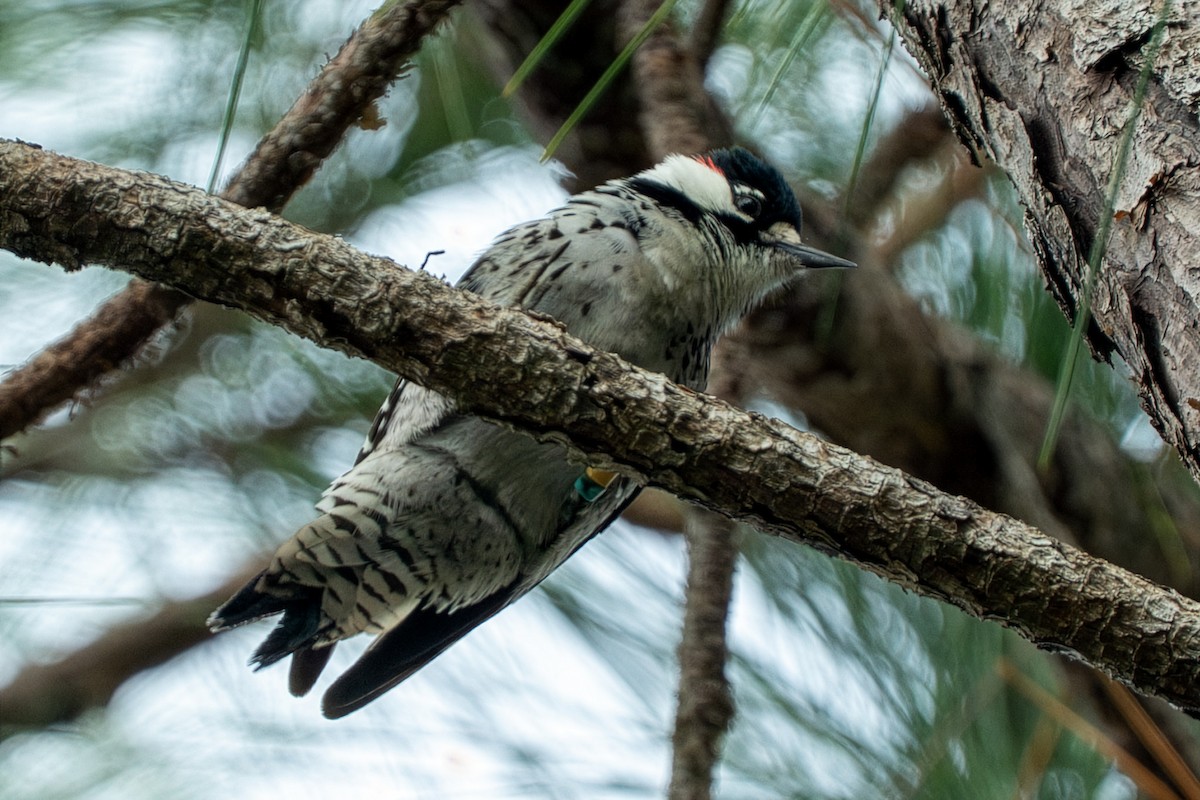 Red-cockaded Woodpecker - ML646622787