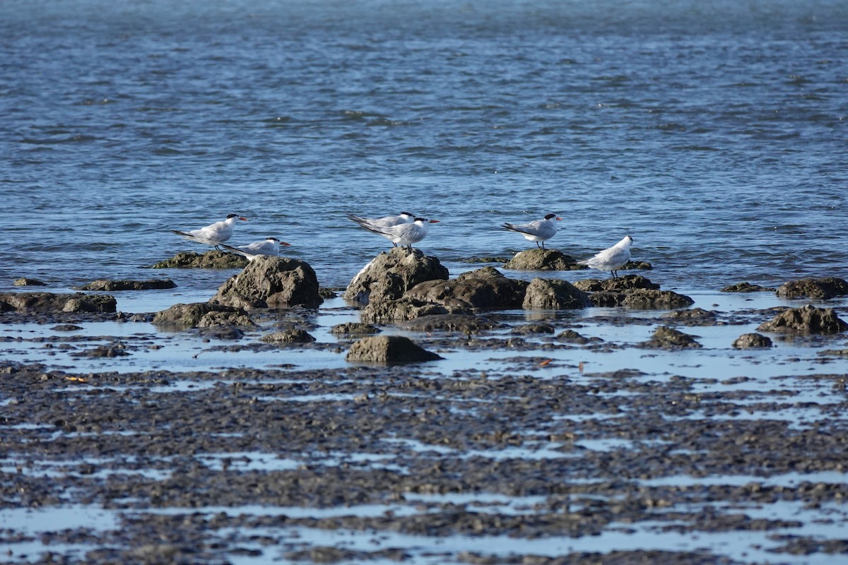 Royal Tern - ML646622788