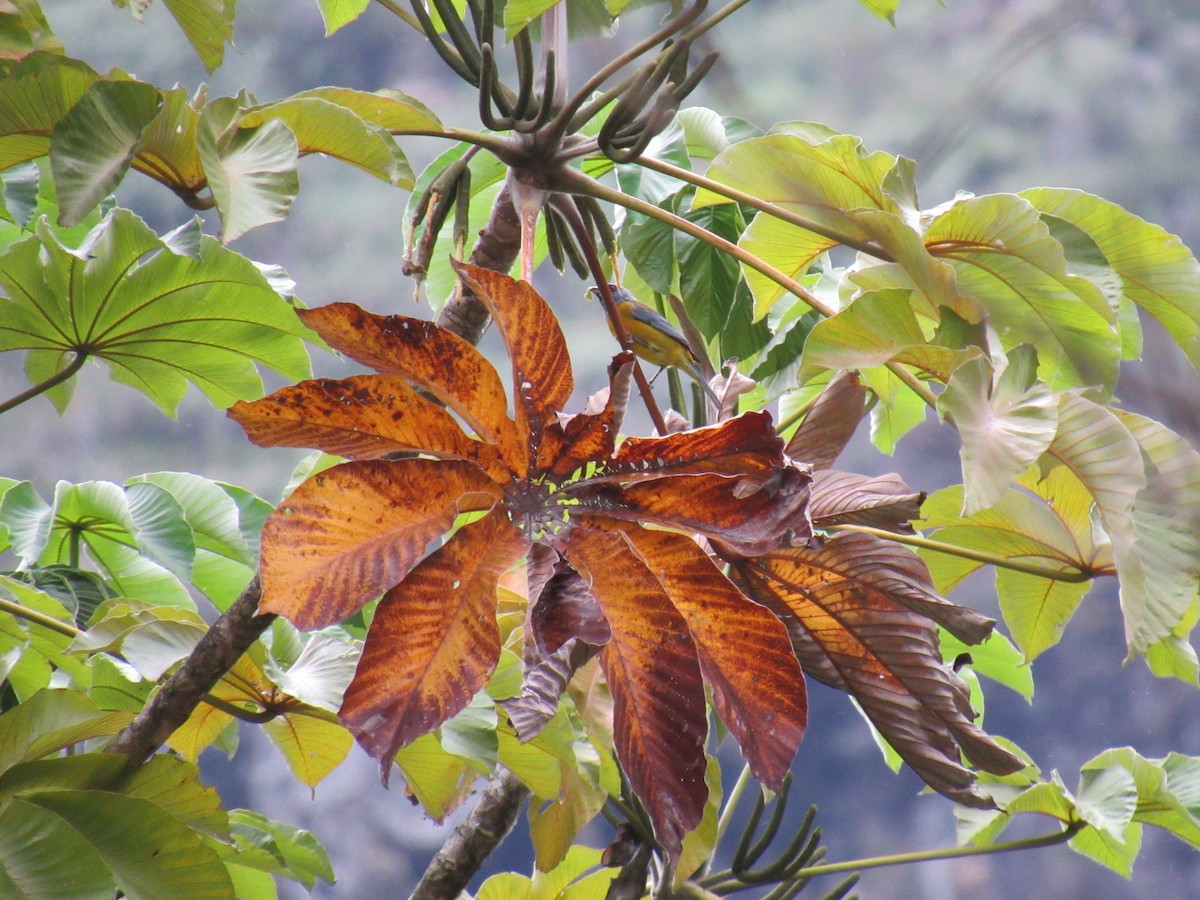 Blue-and-yellow Tanager - ML646622789