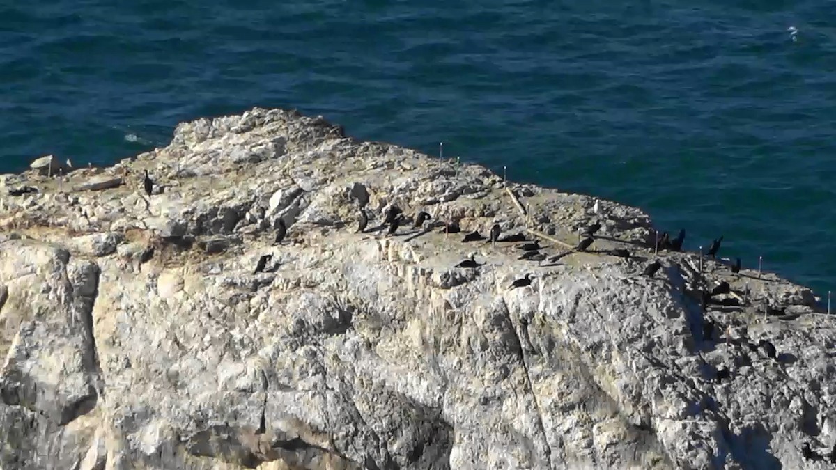 Cormorán Sargento - ML646622791