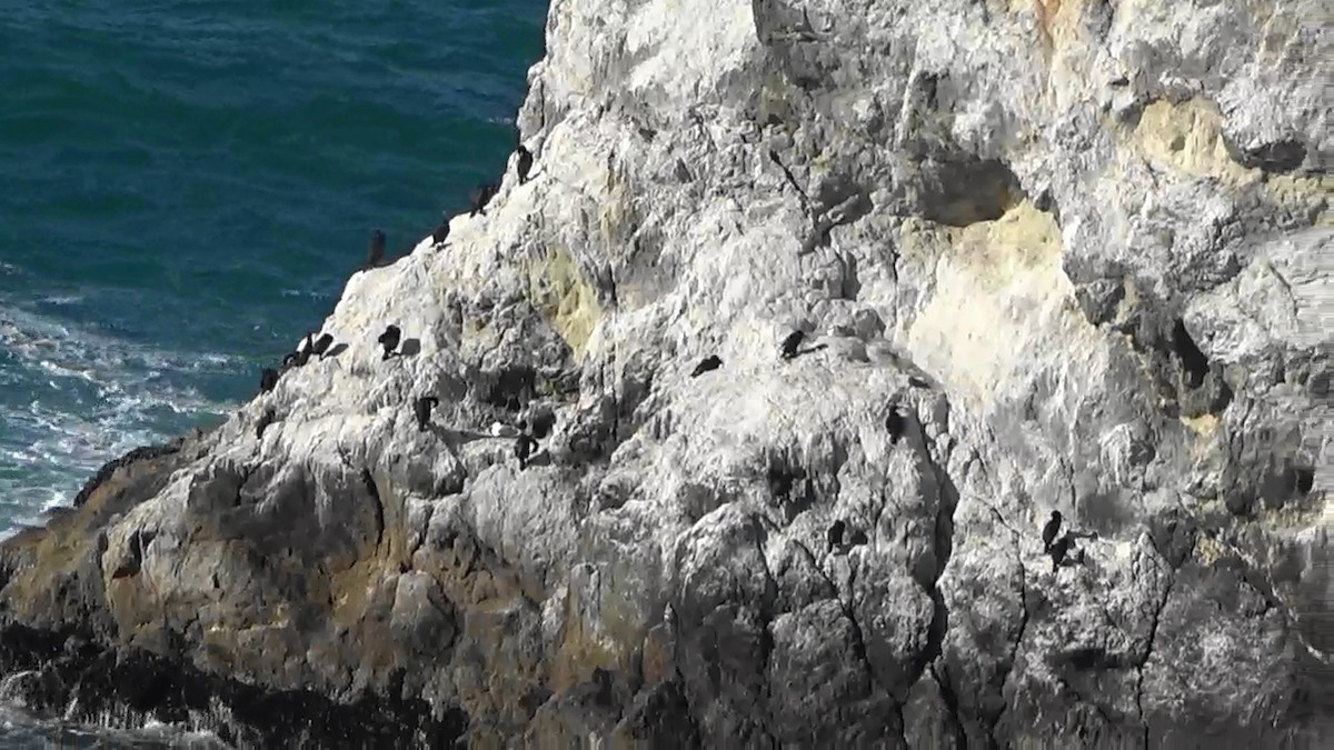 Cormorán Sargento - ML646622792