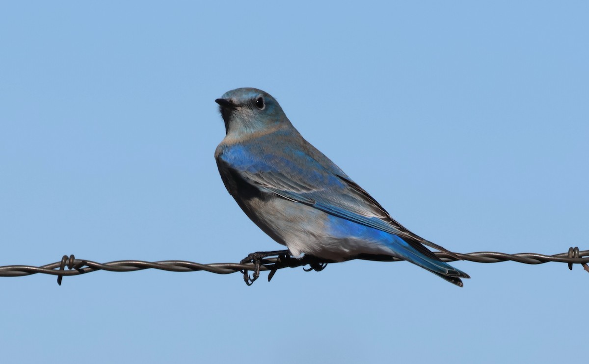 Mountain Bluebird - ML646622793