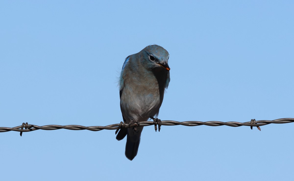 Mountain Bluebird - ML646622794
