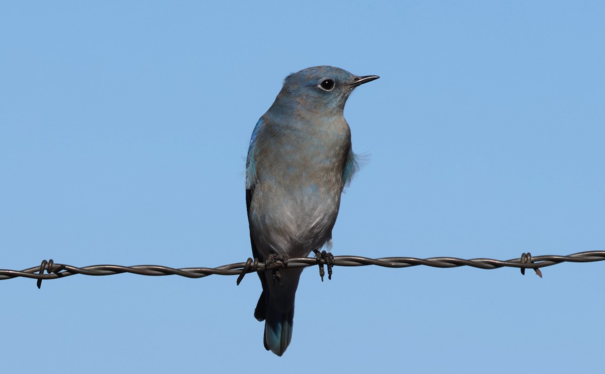 Mountain Bluebird - ML646622795