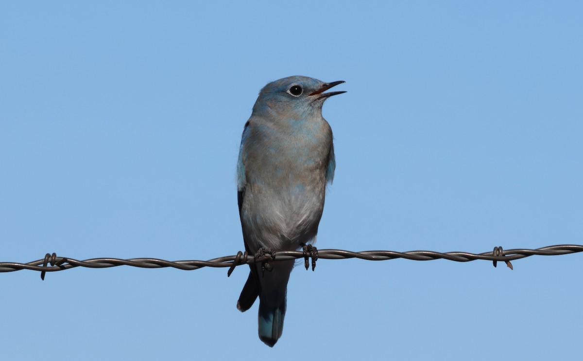Mountain Bluebird - ML646622796