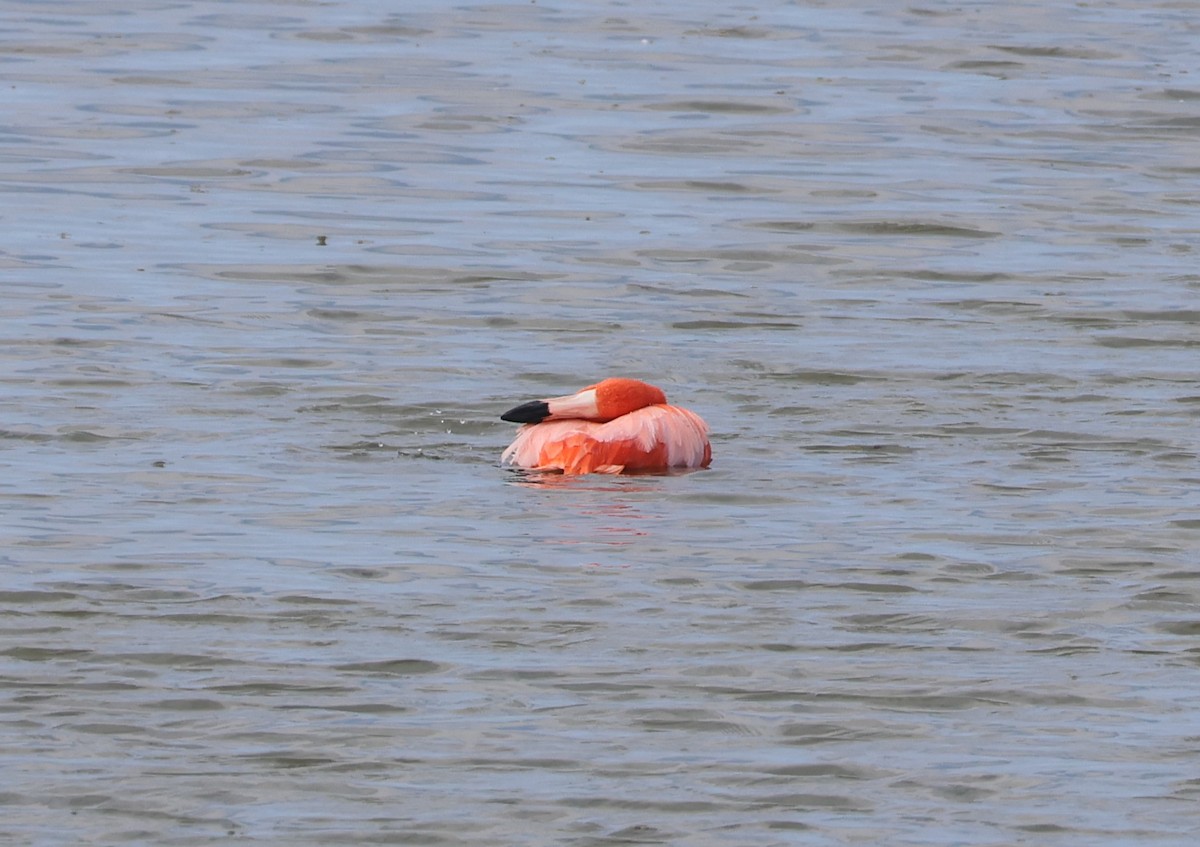 Flamenko gorria - ML646622797