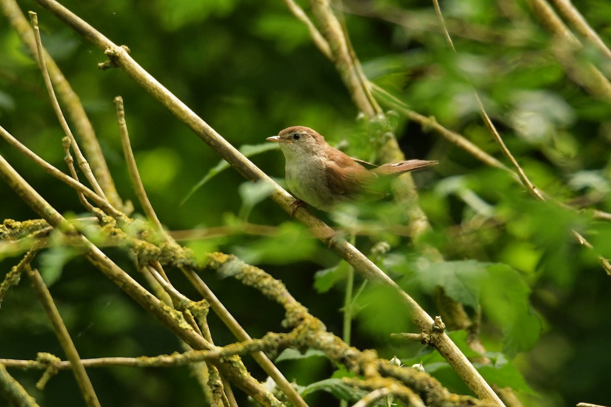 Cetti's Warbler - ML646622798