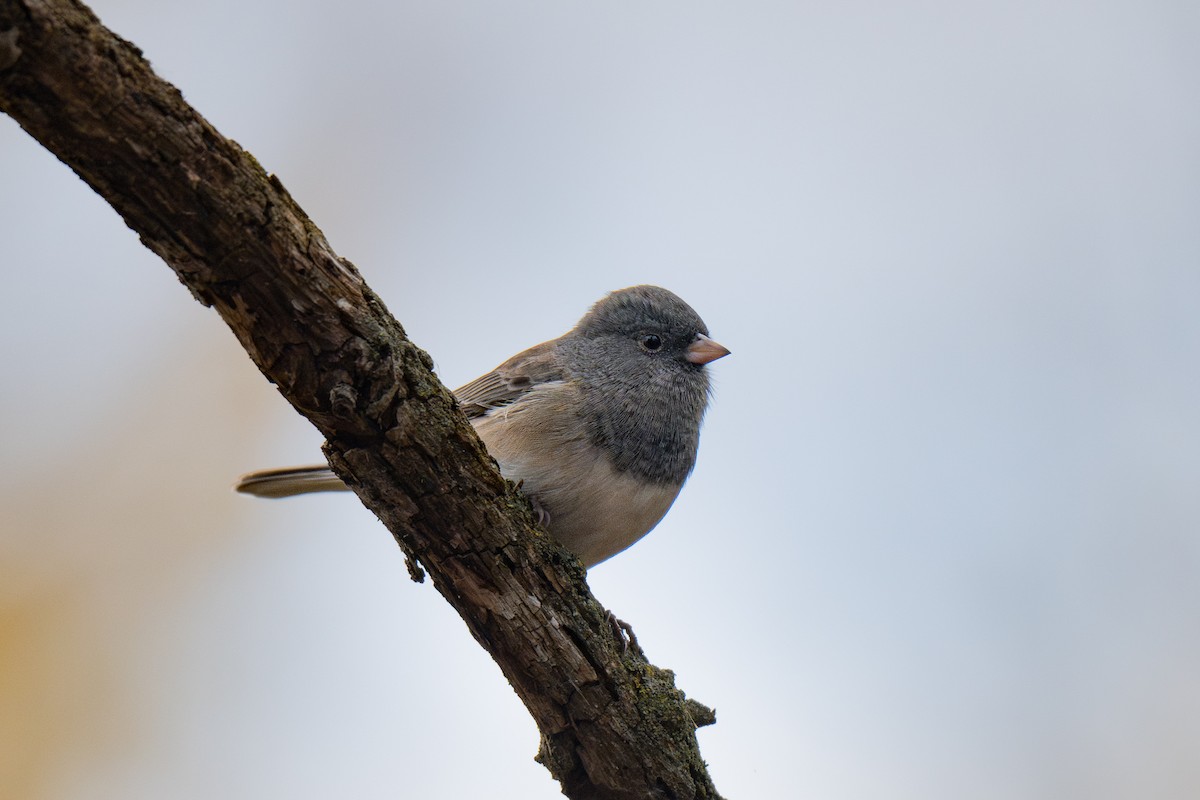 Dark-eyed Junco (cismontanus) - ML646622799